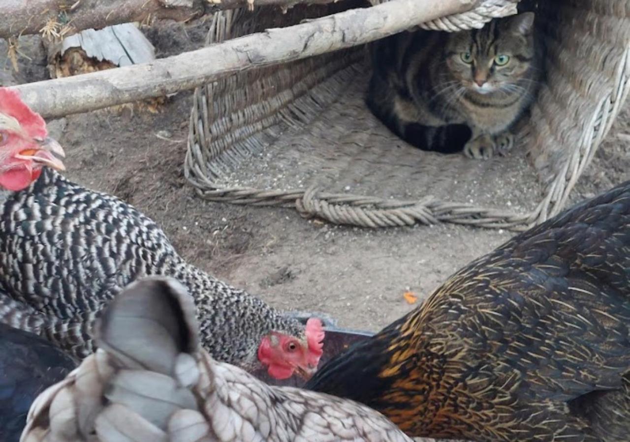 am Balkon des Erzgebirges Daire Bernsbach Dış mekan fotoğraf
